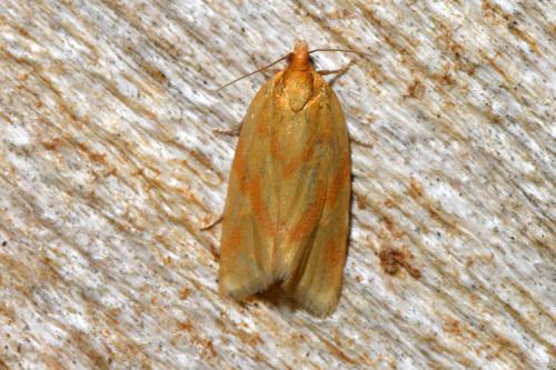 Réf. 142 916 : Clepsis pallidana