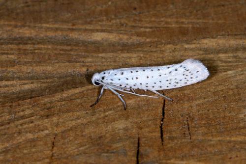 Yponomeuta evonymella