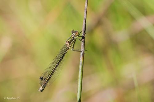Lestes dryas