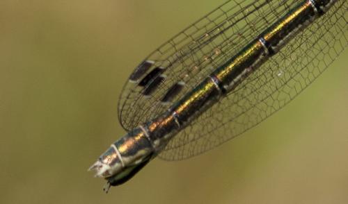 Lestes dryas
