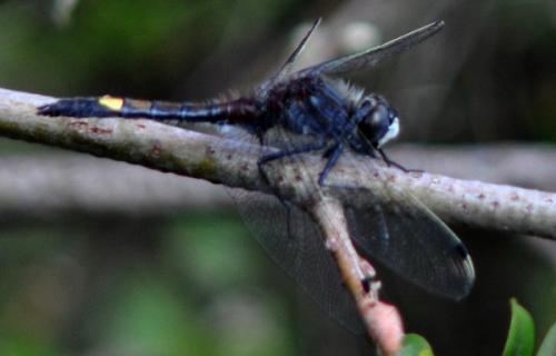 Réf. 142 092 : Leucorrhinia pectoralis