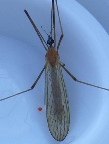 Phylidorea fulvonervosa