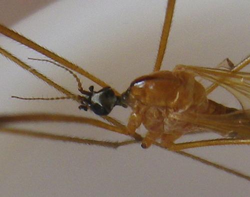 Phylidorea fulvonervosa