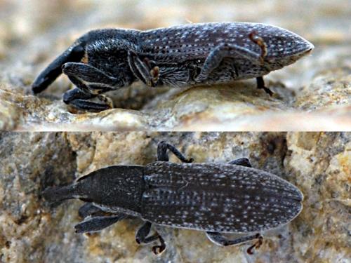 Lixus sp.