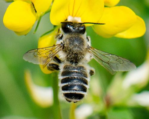 Réf. 142 912 : Megachile ericetorum