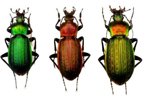 Carabus morbillosus