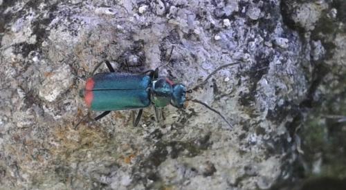 Malachius bipustulatus