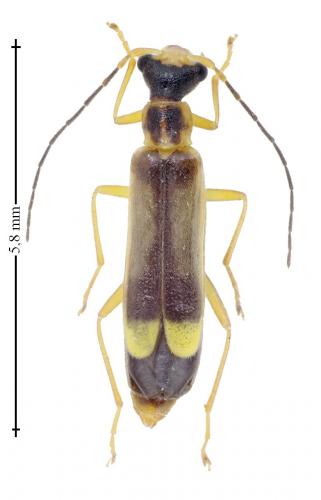 Malthinus flaveolus