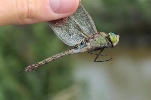 Anax parthenope