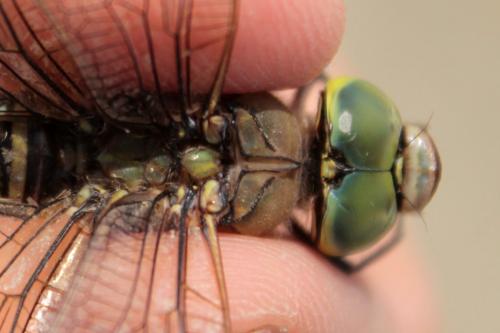 Anax parthenope