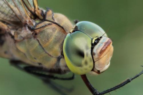 Anax parthenope