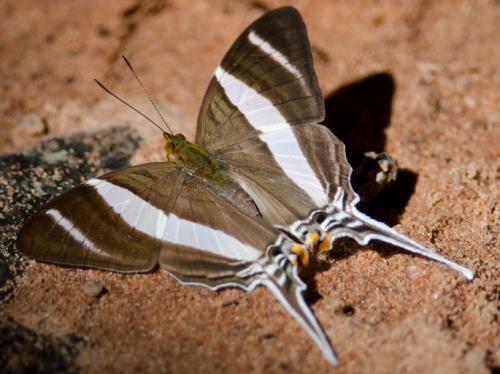 Marpesia orsilochus