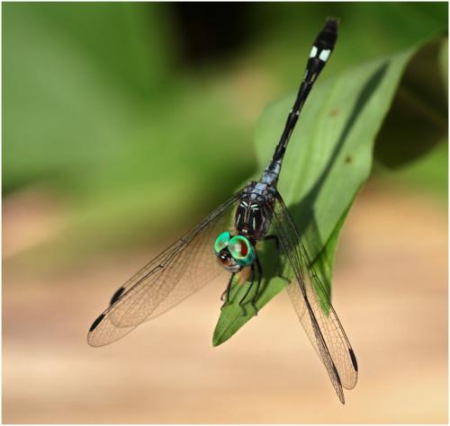 Micrathyria catenata