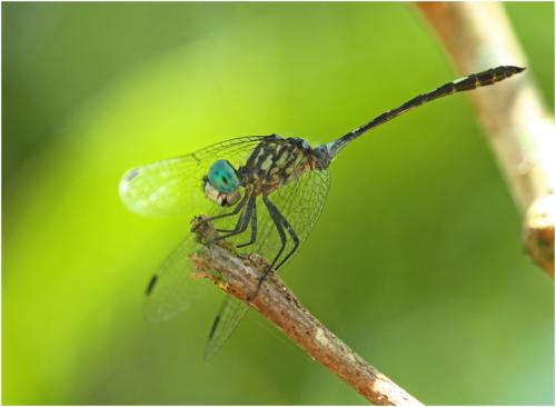 Micrathyria catenata