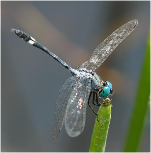 Micrathyria catenata