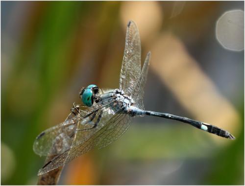 Micrathyria catenata
