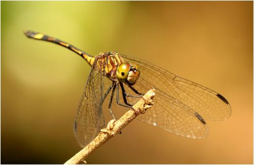 Micrathyria catenata