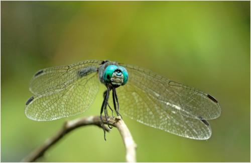 Micrathyria catenata