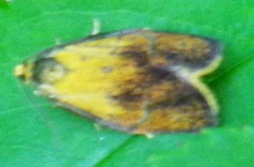 Ptycholoma lecheana