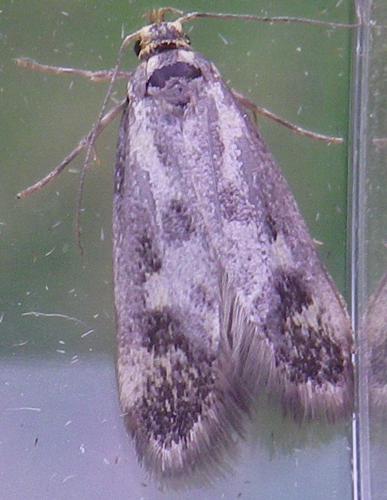 Denisia stipella