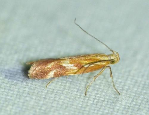 Mirificarma eburnella