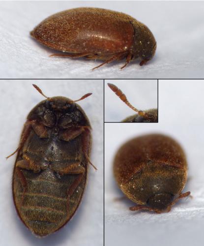 Réf. 142 373 : Attagenus smirnovi