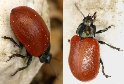 Réf. 142 451 : Chrysomela tremula