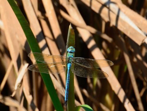 Anax imperator
