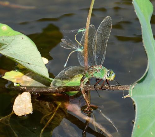 Anax imperator