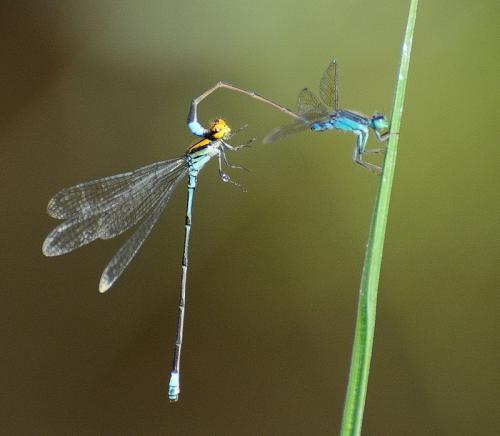 Réf. 142 689 : Ischnura senegalensis
