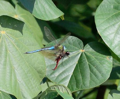 Anax imperator