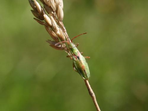 Réf. 142 945 : Myrmus miriformis