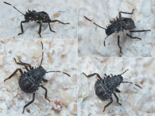 Réf. 142 447 : Halyomorpha halys