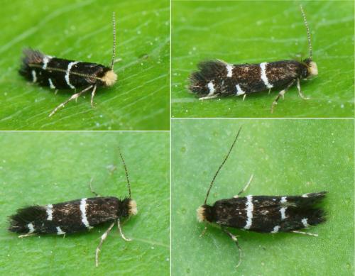 Réf. 142 518 : Eudarcia sp.