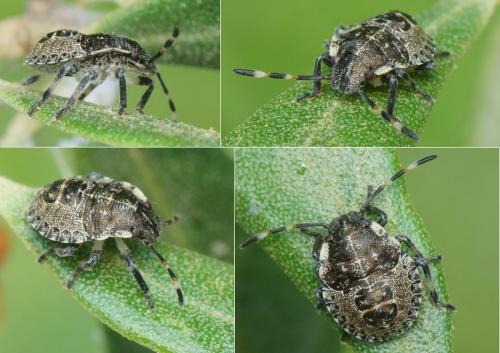 Rhaphigaster nebulosa