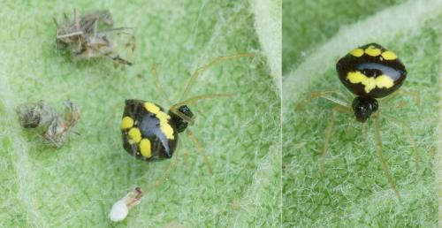 Réf. 142 671 : Theridula gonygaster