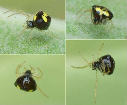 Réf. 142 672 : Theridula gonygaster