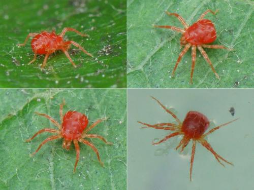 Anystis sp.
