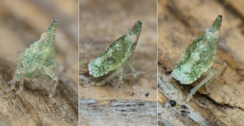 Dictyophara sp.