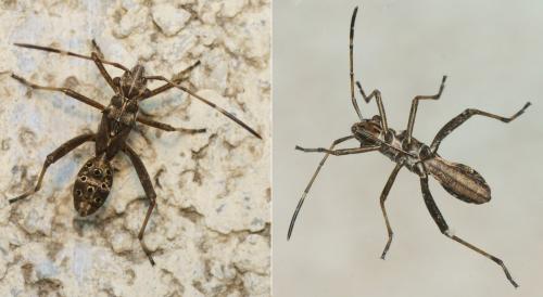 Camptopus lateralis