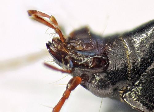 Réf. 142 167 : Nebria salina
