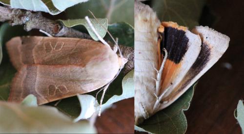 Noctua tirrenica