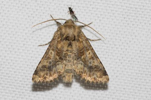 Réf. 142 836 : Conisania sp.