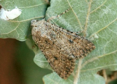Réf. 142 583 : Anarta trifolii