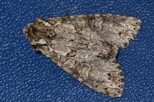 Polia nebulosa