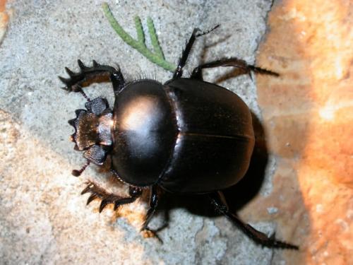 Réf. 142 949 : Scarabaeus sacer