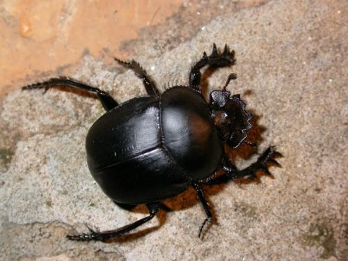 Réf. 142 950 : Scarabaeus sacer