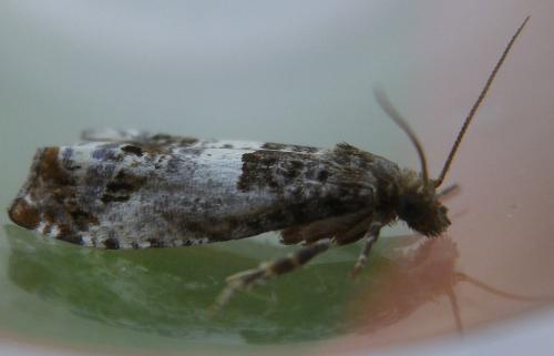 Réf. 142 814 : Notocelia sp.