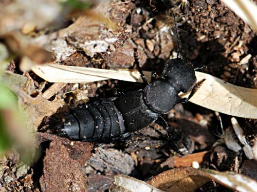 Réf. 142 540 : Ocypus olens