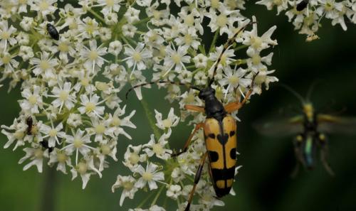 Oedemera nobilis